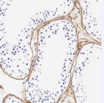 Immunohistochemistry: TMEM213 Antibody - BSA Free [NBP3-45201] - Immunohistochemistry of paraffin-embedded human testis tissue slide using (TMEM213 antibody) at dilution of 1:50