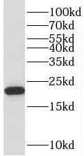 Western Blot: TMEM199 Antibody - BSA Free [NBP3-45203] - NIH/3T3 cells were subjected to SDS PAGE followed by western blot with (TMEM199 Antibody) at dilution of 1:600