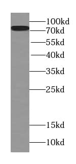 Western Blot: TMEM181 Antibody - BSA Free [NBP3-45208] - A431 cells were subjected to SDS PAGE followed by western blot with (TMEM181 antibody) at dilution of 1:300
