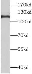 Western Blot: TMEM168 Antibody - BSA Free [NBP3-45212] - Mouse brain tissue were subjected to SDS PAGE followed by western blot with (TMEM168 antibody) at dilution of 1:1000