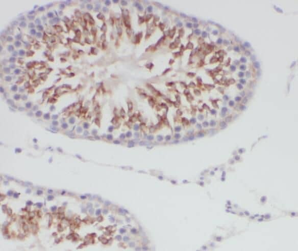 Immunohistochemistry: TMEM168 Antibody - BSA Free [NBP3-45212] - Immunohistochemistry of paraffin-embedded human testis slide using (TMEM168 Antibody) at dilution of 1:50