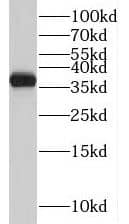 Western Blot TMEM165 Antibody - BSA Free