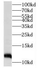 Western Blot: TMEM141 Antibody - BSA Free [NBP3-45216] - HeLa cells were subjected to SDS PAGE followed by western blot with (TMEM141 antibody) at dilution of 1:500