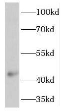 Western Blot: TMEM120A Antibody - BSA Free [NBP3-45221] - HeLa cells were subjected to SDS PAGE followed by western blot with ( TMEM120A Antibody) at dilution of 1:300