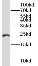 Western Blot: TMED3 Antibody - BSA Free [NBP3-45226] - HepG2 cells were subjected to SDS PAGE followed by western blot with (TMED3 antibody) at dilution of 1:1000
