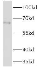 Western Blot TM7SF3 Antibody - BSA Free