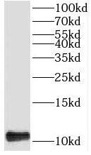 Western Blot TIMM13 Antibody - BSA Free