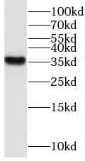 Western Blot WDR58 Antibody - BSA Free