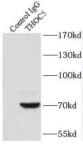 Immunoprecipitation: THOC5 Antibody - BSA Free [NBP3-45247] - IP Result of anti-THOC5 (IP, 3ug; Detection: 1:300) with HEK-293 cells lysate 2000ug.