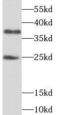 Western Blot THAP1 Antibody - BSA Free
