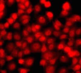 Immunocytochemistry/ Immunofluorescence THAP1 Antibody - BSA Free