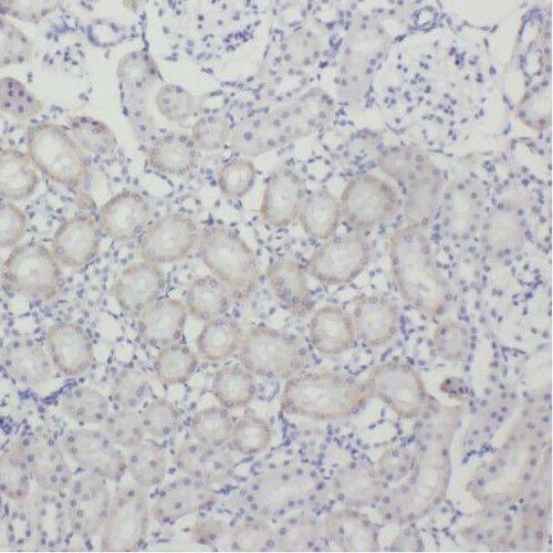 Immunohistochemistry: TEX12 Antibody - BSA Free [NBP3-45264] - Immunohistochemistry of paraffin-embedded human kidney using (TEX12 antibody) at dilution of 1:100