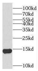 Western Blot: TEX12 Antibody - BSA Free [NBP3-45264] - Mouse testis tissue were subjected to SDS PAGE followed by western blot with (TEX12 antibody) at dilution of 1:400