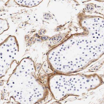 Immunohistochemistry: TEX101 Antibody - BSA Free [NBP3-45265] - Immunohistochemistry of paraffin-embedded human testis using (TEX101 antibody) at dilution of 1:50