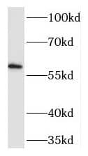Western Blot TEAD2 Antibody - BSA Free