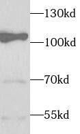 Western Blot: Elongin A Antibody - BSA Free [NBP3-45280] - HeLa cells were subjected to SDS PAGE followed by western blot with (Elongin A antibody) at dilution of 1:1000