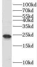 Western Blot: TBP like protein TLP Antibody - BSA Free [NBP3-45284] - Mouse testis tissue were subjected to SDS PAGE followed by western blot with (TBP like protein TLP antibody) at dilution of 1:600