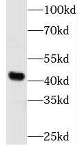 Western Blot: LRRC35 Antibody - BSA Free [NBP3-45286] - Mouse testis tissue were subjected to SDS PAGE followed by western blot with ( LRRC35 Antibody) at dilution of 1:3000