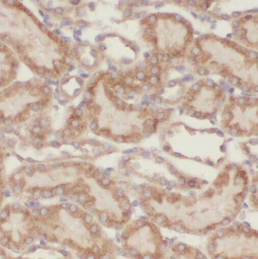 Immunohistochemistry TBC1D23 Antibody - BSA Free