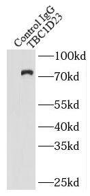Immunoprecipitation TBC1D23 Antibody - BSA Free