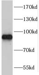 Western Blot: TARSL2 Antibody - BSA Free [NBP3-45293] - L02 cells were subjected to SDS PAGE followed by western blot with (TARSL2 Antibody) at dilution of 1:1000