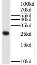 Western Blot: TAF9 Antibody - BSA Free [NBP3-45295] - HeLa cells were subjected to SDS PAGE followed by western blot with ( TAF9 Antibody) at dilution of 1:1000