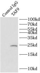 Immunoprecipitation TAF9 Antibody - BSA Free