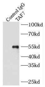 Immunoprecipitation: TAF7 Antibody - BSA Free [NBP3-45296] - IP Result of anti-TAF7 (IP:, 4ug; Detection: 1:500) with Jurkat cells lysate 1200ug.