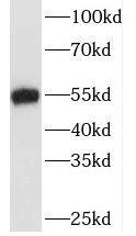 Western Blot: TAF7 Antibody - BSA Free [NBP3-45296] - Jurkat cells were subjected to SDS PAGE followed by western blot with (TAF7 antibody) at dilution of 1:500