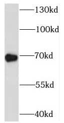 Western Blot SYTL3 Antibody - BSA Free