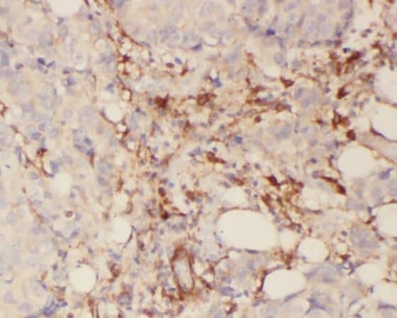 Immunohistochemistry SYTL2 Antibody - BSA Free