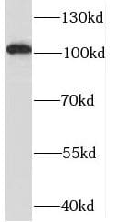 Western Blot SYTL2 Antibody - BSA Free