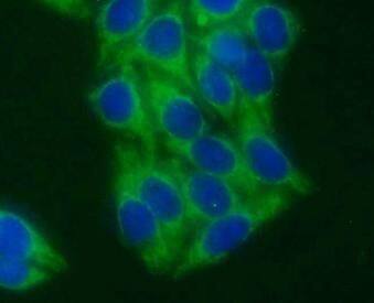 Immunocytochemistry/ Immunofluorescence: STX17 Antibody - BSA Free [NBP3-45310] - Immunofluorescent analysis of HepG2 cells using  (STX17 antibody) at dilution of 1:50 and Alexa Fluor 488-conjugated Goat Anti-Rabbit IgG(H+L)