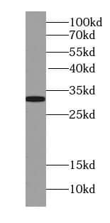 Western Blot: STX17 Antibody - BSA Free [NBP3-45310] - L02 cells were subjected to SDS PAGE followed by western blot with (STX17 Antibody) at dilution of 1:1000