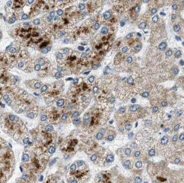 Immunohistochemistry: STX17 Antibody - BSA Free [NBP3-45310] - Immunohistochemistry of paraffin-embedded human liver using (STX17 antibody) at dilution of 1:50