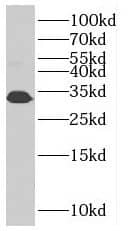 Western Blot: SLC25A45 Antibody - BSA Free [NBP3-45320] - Mouse skeletal muscle tissue were subjected to SDS PAGE followed by western blot with (SLC25A45 antibody) at dilution of 1:400