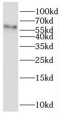 Western Blot: MCT8/SLC16A2 Antibody - BSA Free [NBP3-45338] - Mouse kidney tissue were subjected to SDS PAGE followed by western blot with ( MCT8/SLC16A2 Antibody) at dilution of 1:1500