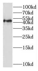 Western Blot: SLC16A12 Antibody - BSA Free [NBP3-45339] - Mouse kidney tissue were subjected to SDS PAGE followed by western blot with (SLC16A12 antibody) at dilution of 1:100