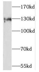 Western Blot SLC13A4 Antibody - BSA Free