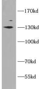 Western Blot: KCC1/SLC12A4 Antibody - BSA Free [NBP3-45341] - HeLa cells were subjected to SDS PAGE followed by western blot with (KCC1/SLC12A4 antibody) at dilution of 1:500