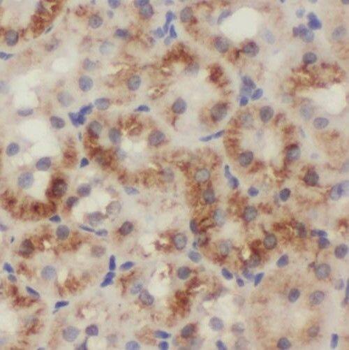 Immunohistochemistry SIX5 Antibody - BSA Free