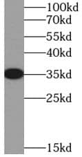 Western Blot: SIX2 Antibody - BSA Free [NBP3-45348] - HEK-293 cells were subjected to SDS PAGE followed by western blot with (SIX2 Antibody) at dilution of 1:600