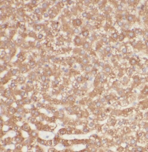 Immunohistochemistry SIKE1 Antibody - BSA Free