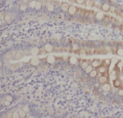 Immunohistochemistry SIDT1 Antibody - BSA Free
