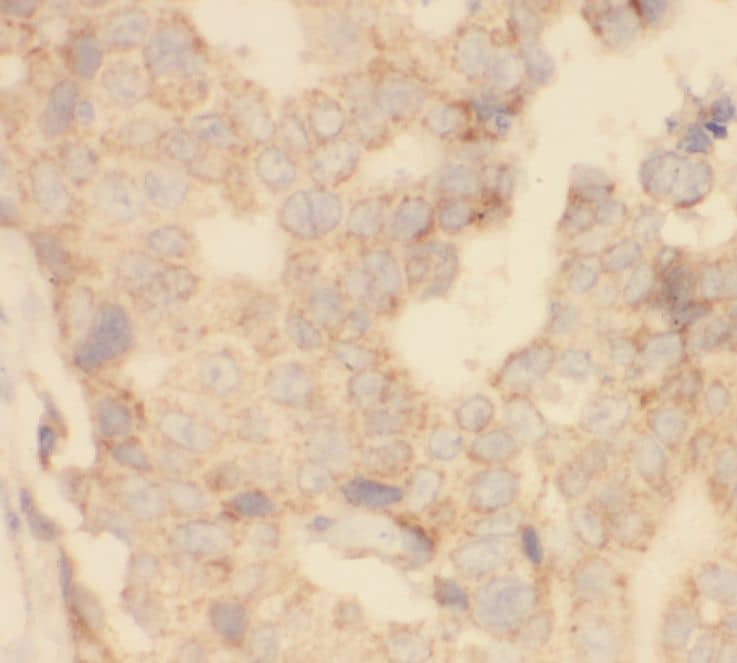 Immunohistochemistry SHE Antibody - BSA Free