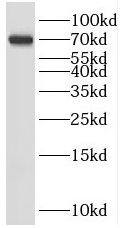 Western Blot SHC4 Antibody - BSA Free