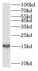 Western Blot SH2D1B Antibody - BSA Free