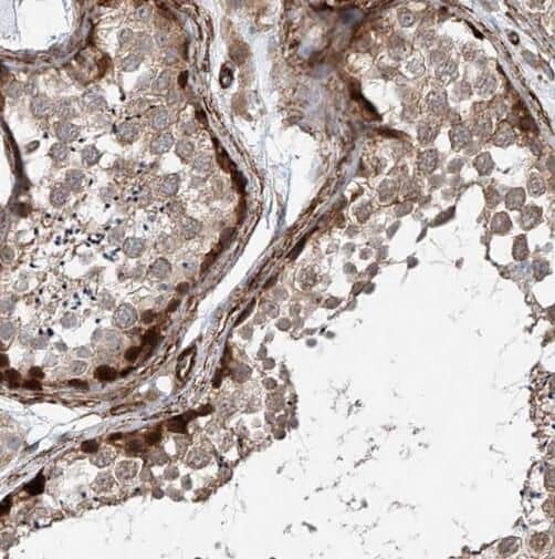 Immunohistochemistry: SF4 Antibody - BSA Free [NBP3-45382] - Immunohistochemistry of paraffin-embedded human testis using (SF4 antibody) at dilution of 1:100