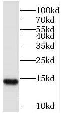 Western Blot: SF3B14 Antibody - BSA Free [NBP3-45384] - HeLa cells?were subjected to SDS PAGE followed by western blot with (SF3B14 antibody) at dilution of 1:2000