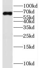 Western Blot: SERINC1 Antibody - BSA Free [NBP3-45392] - HeLa cells were subjected to SDS PAGE followed by western blot with (SERINC1 antibody) at dilution of 1:100